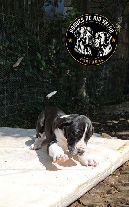 Dogue Alemão macho disponível