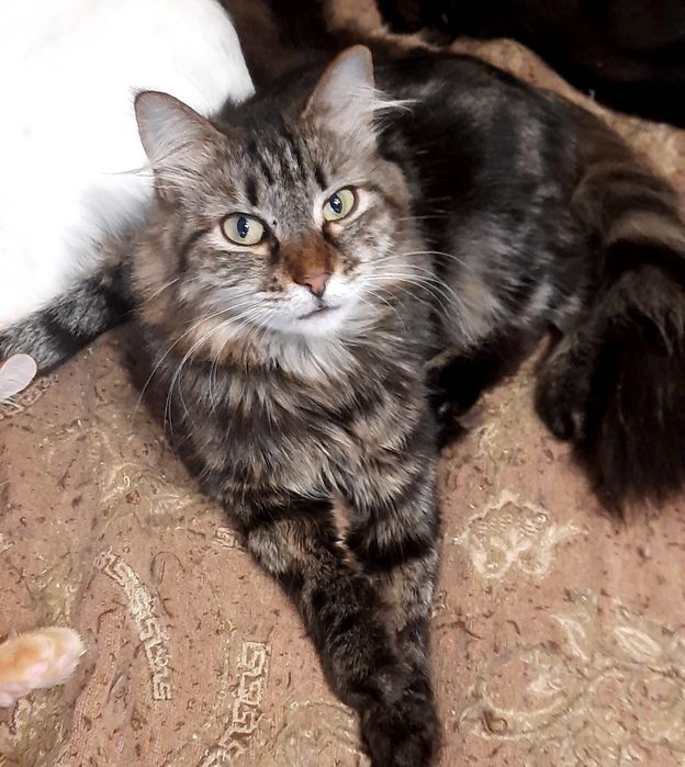 Котята, коты и кошки бесплатно