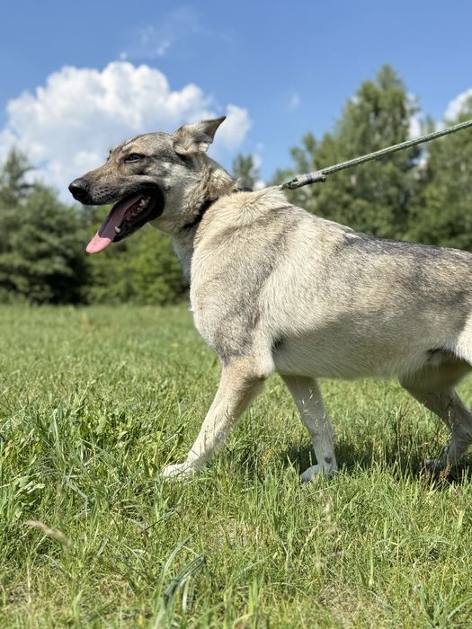 SAMBA - urocza wilczata dama do adopcji