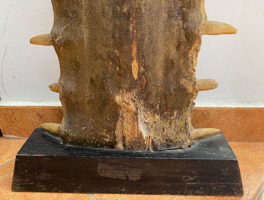 Rostrum de Peixe Serra de grandes dimensões