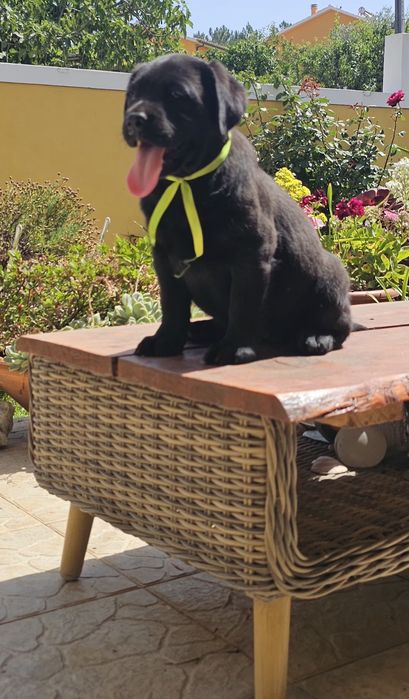 Labrador retriever  preto