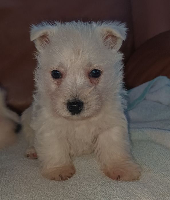 West highland white terrier piesek