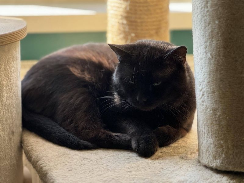 Cząber czeka na domek!