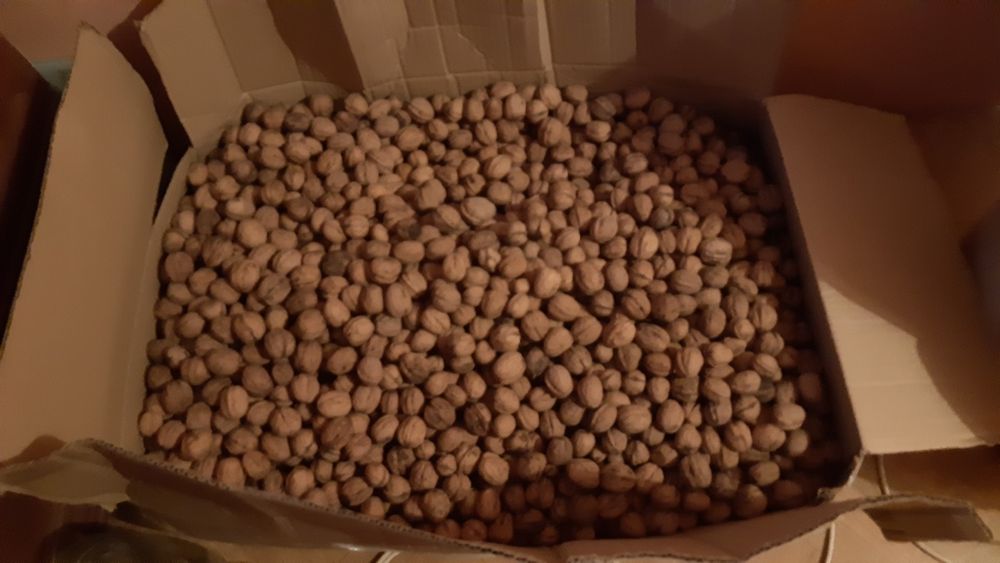 Orzechy włoskie dwu letnie