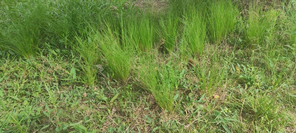 Stipa sadzoni ostnica ponny tail