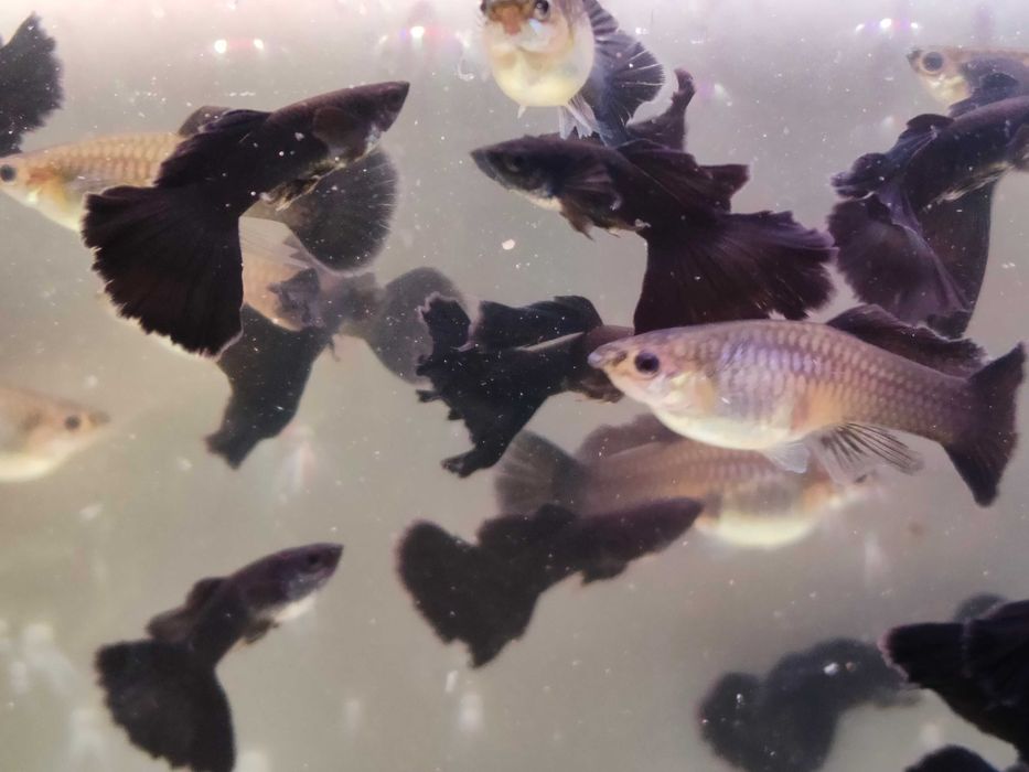 Gupik gupiki Black moscow long dorsal