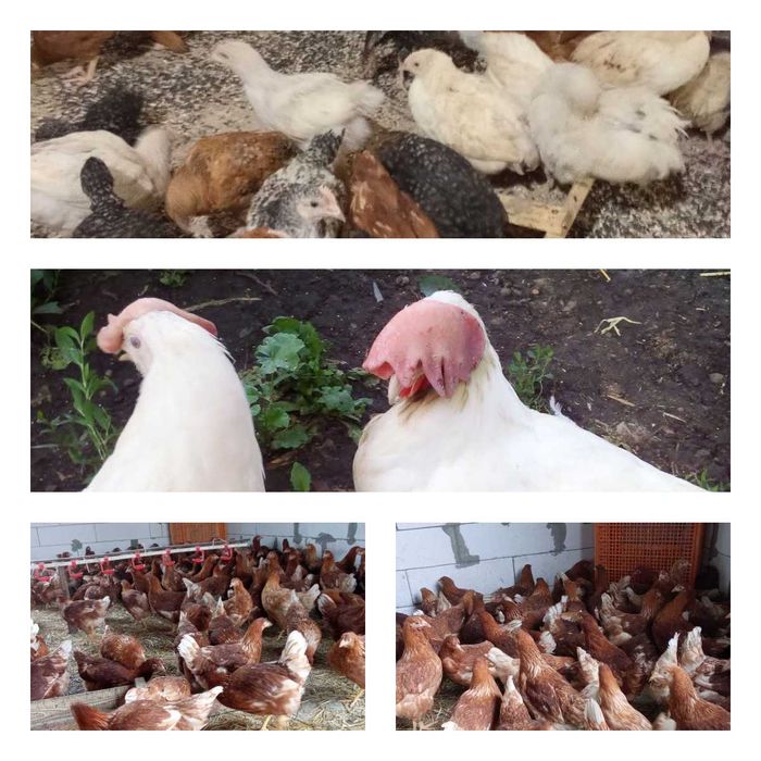 Продам кури несушки! Доставка безкоштовна. Куликівка!