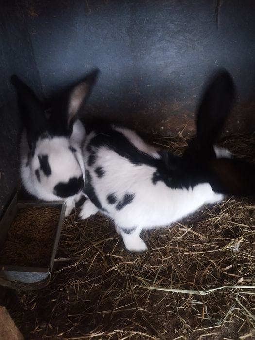 Sprzedam króliki sro niemiecki