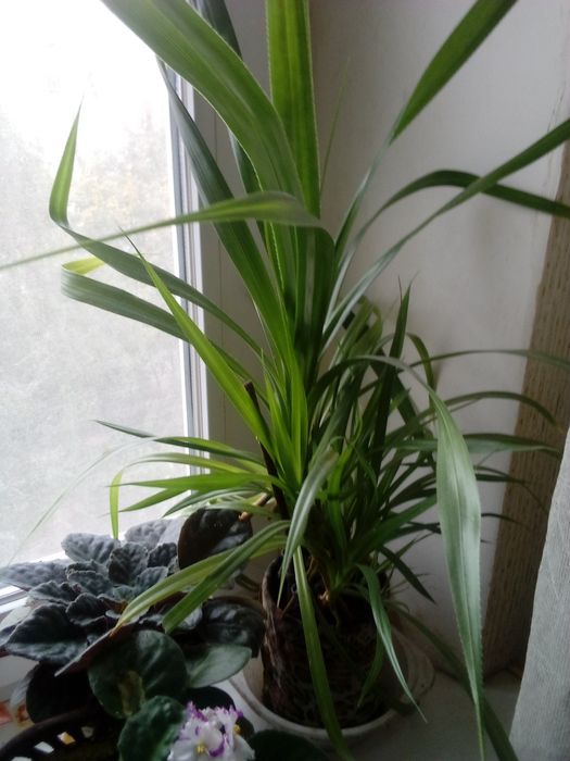 Продам кімнатну квітку.