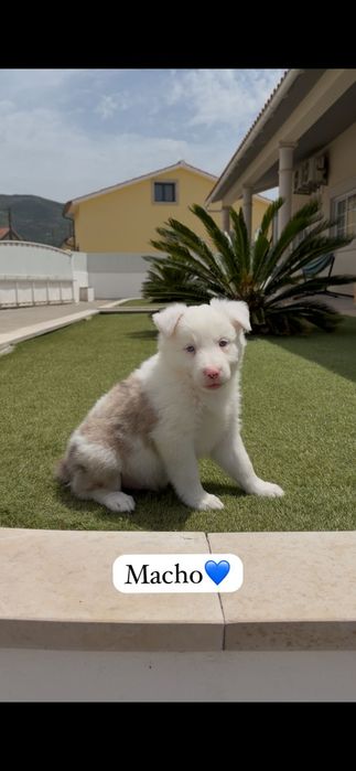 Border collie macho
