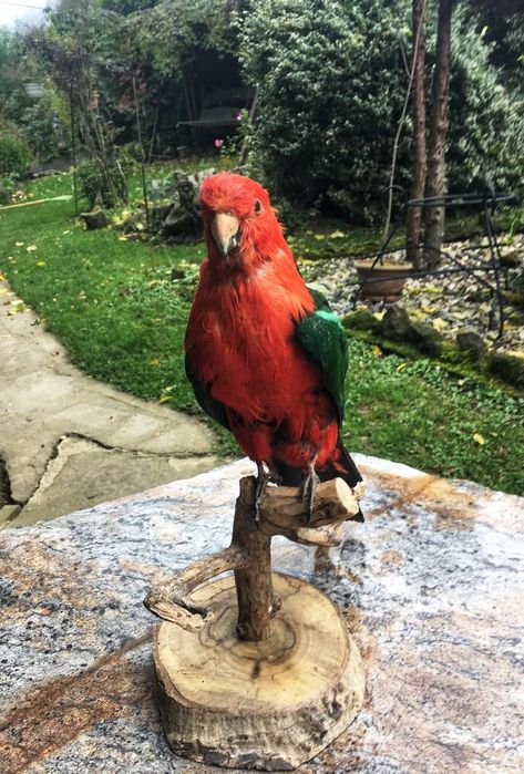 Papuga z hodowli taksydermia