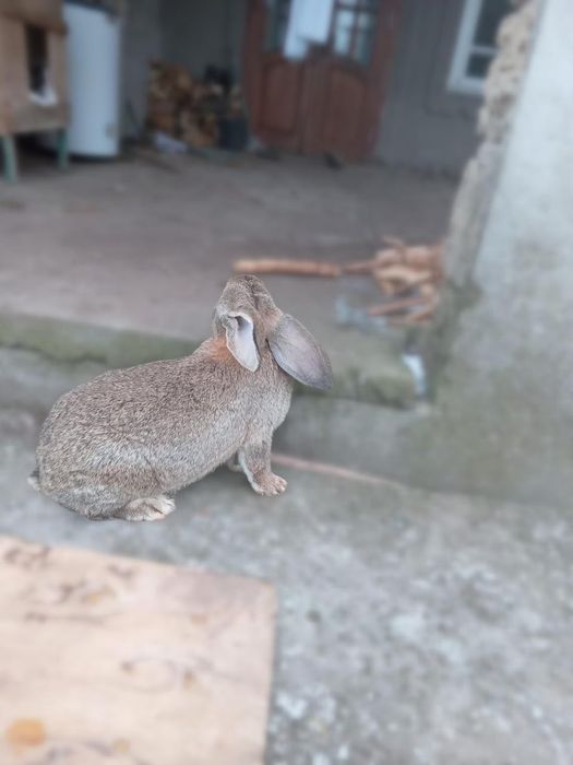 Продам кролей на развод самки и самцы