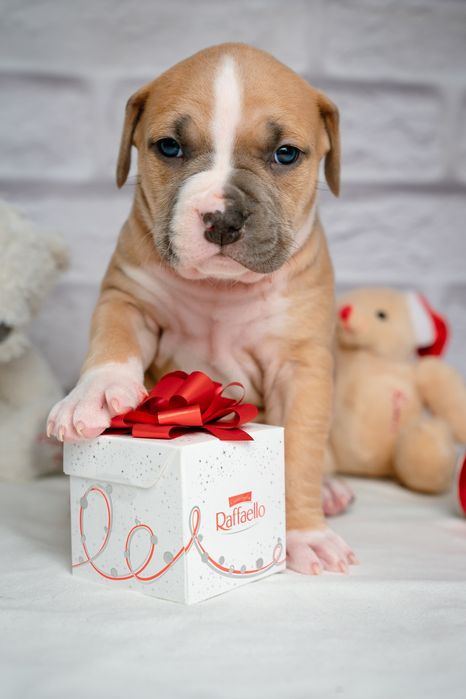 Ваша мрія породний малюк ам.стаффа