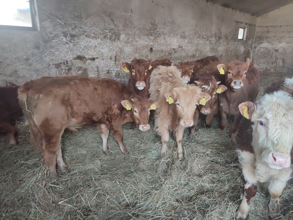 Odsadki limousin chereford angus miesne mieszańce