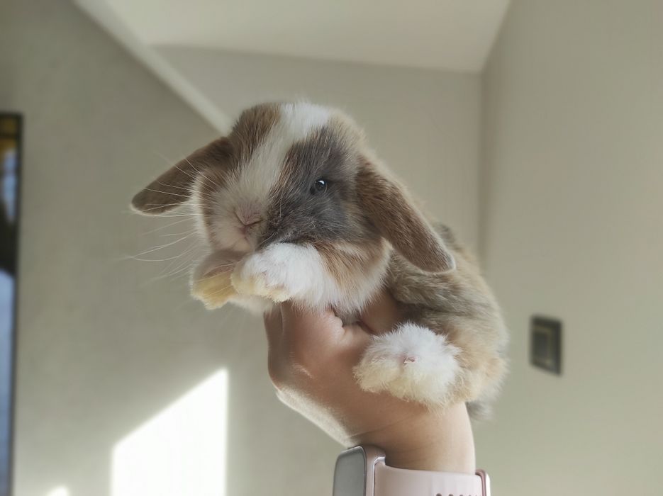 Mini Lop Króliczki Czystej Rasy z WYPRAWKĄ Śliczne Malutkie Króliczki