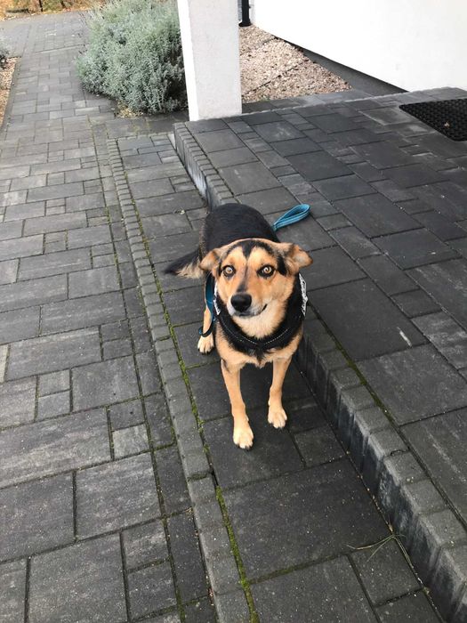 Oddamy w dobre ręce pieska za darmo
