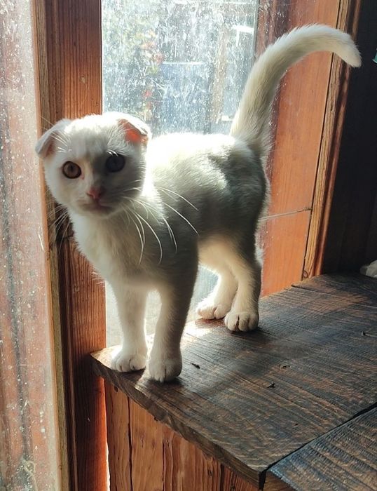 кошеня шотландська висловуха