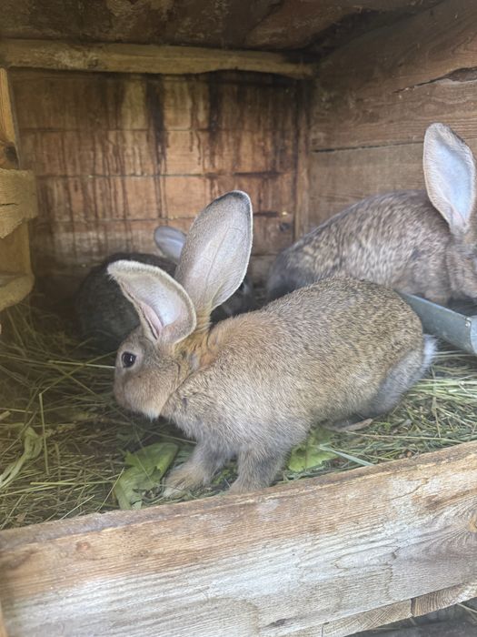 Sprzedam kroliki olbrzymy belgijskie