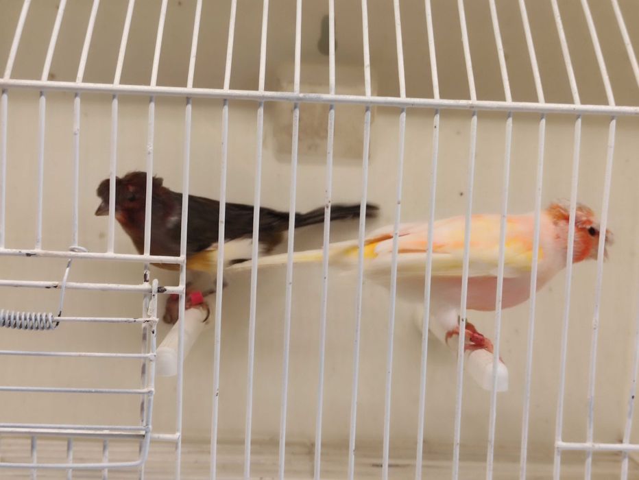 Canários Arlequim Português Machos