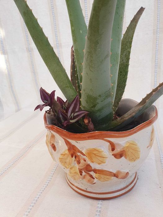 Planta- Aloé Vera & Zebrina