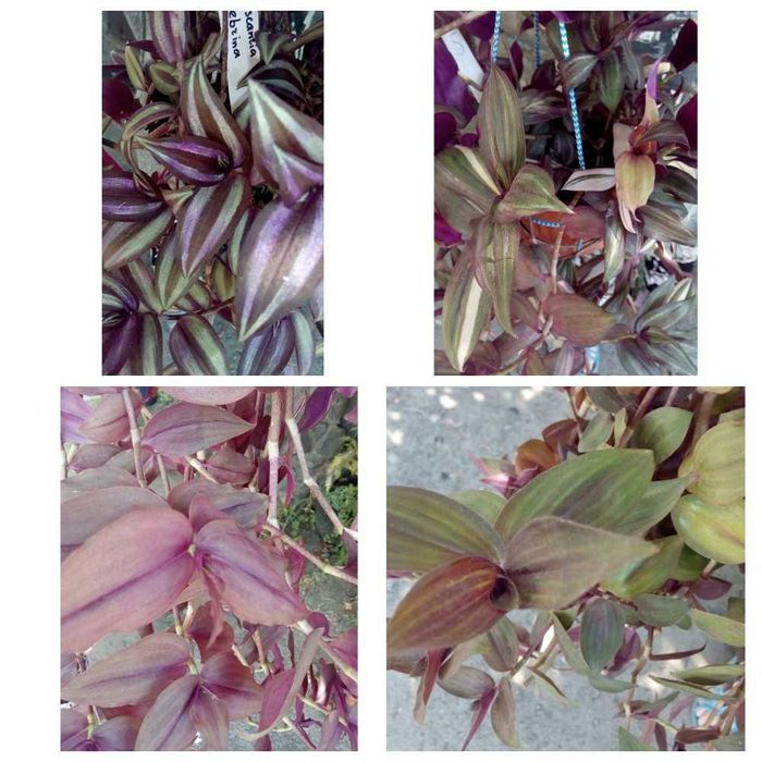 продам традесканции