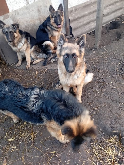 Продам цуценят нім вівчарки