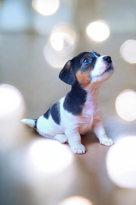 Фантастичні джек- рассел.