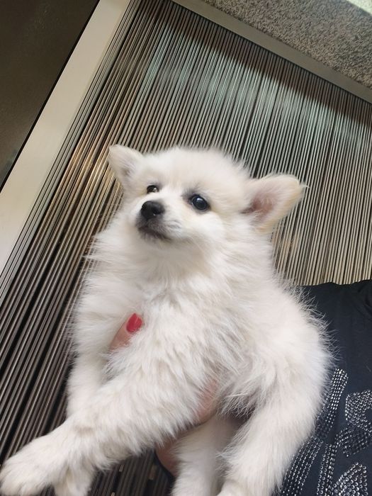 Spitz alemão menina