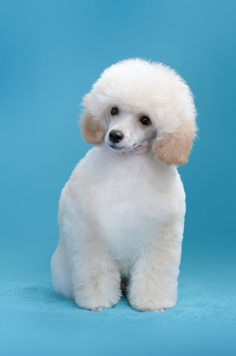 Пудель той. Poodle toy