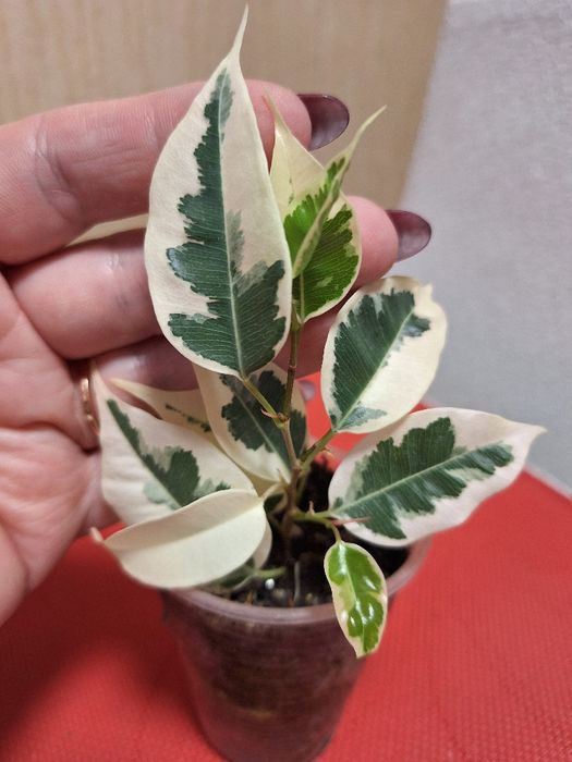 Фікус Твайлайт ,