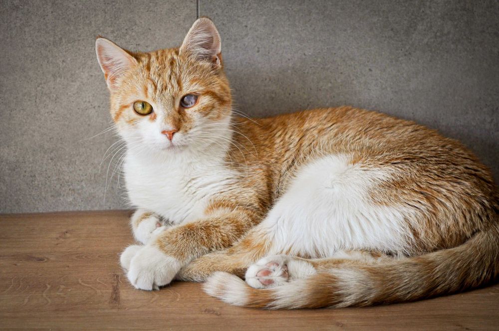 Asha - kotka do adopcji