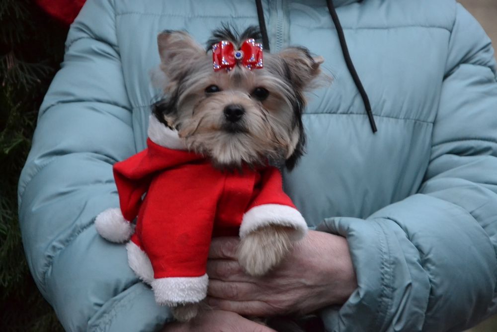 Дівчинка  красунечка!