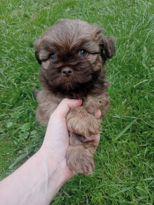 Szczeniak Shih TZU