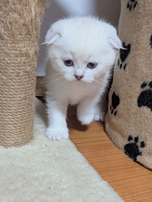 Kot rasy Scottish Fold, rodowód
