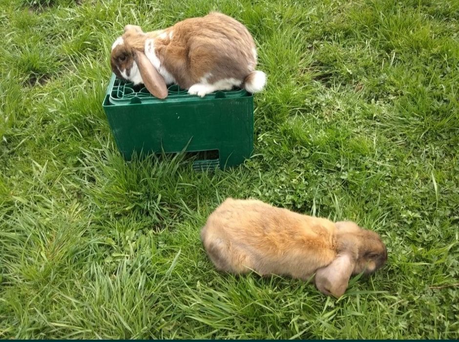 Кролі породи Французький баран