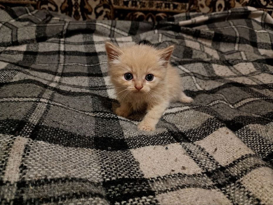 Руденьке кошенятко