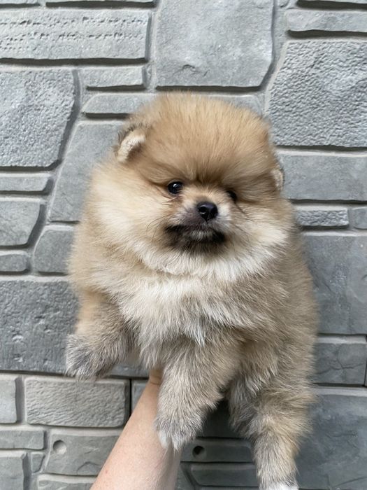 Срочно!Продам цуценят шпиця