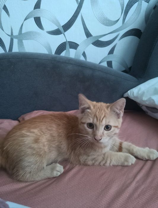 котик шукає нову сім'ю