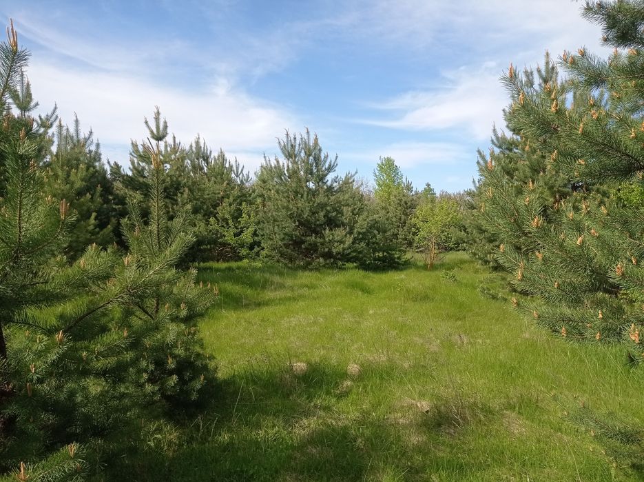 Варення з соснових шишок, варенье из сосновых шишек