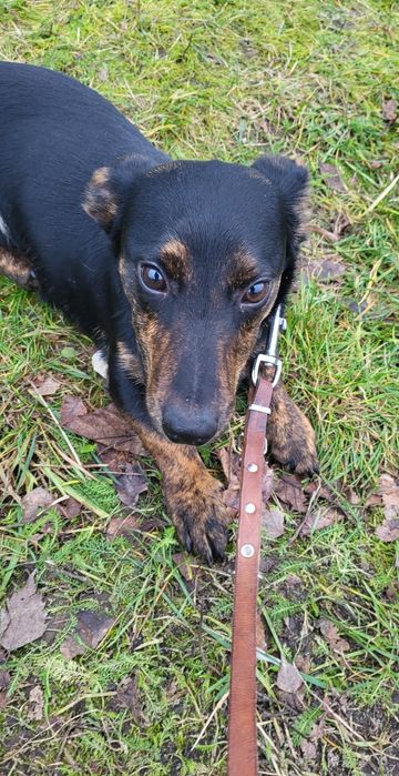 Kminek - młodziak, ala jamnik