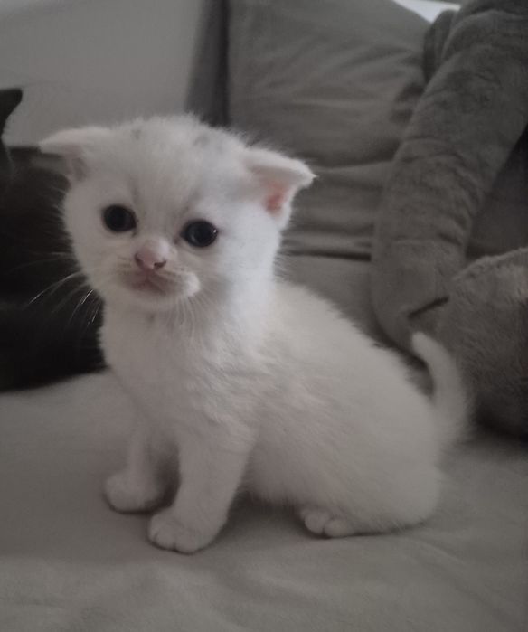 Кошенята ScottishF
Scottish Fold
09.06.2026

Мама Scottish Fold попеляста 

Татко Scottish Fold білий

За детальною інфо і для броні звертатися в пп