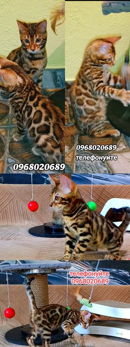 Унікальні бенгальські леопардики з документами, вакцинаціями та