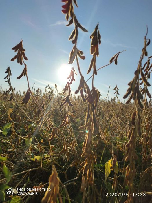 Soja nasiona soi Viscount wczesna 000+