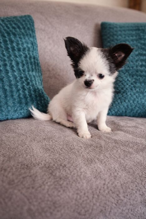 FRESCO - Długowłosy Chihuahua