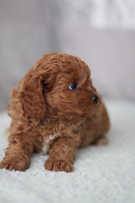 *** Suczka Cavapoo**