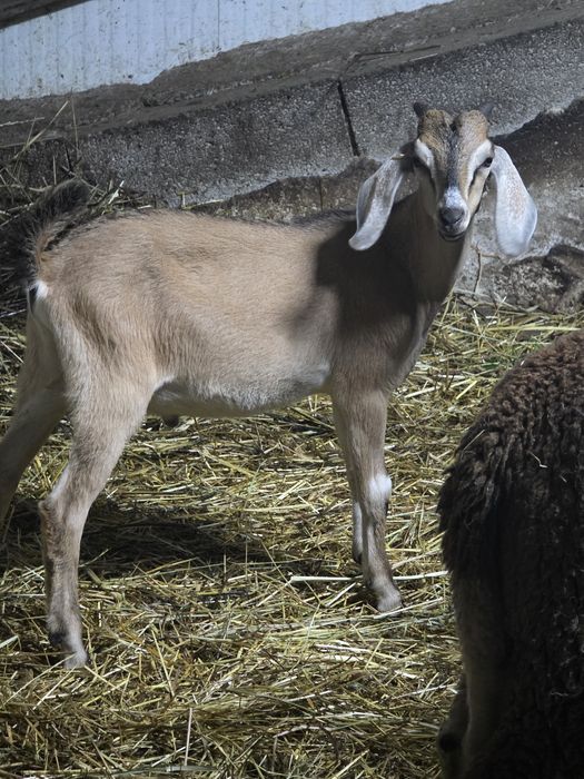 Vendo cabritas e 1 cabrito Anglo nubianas.