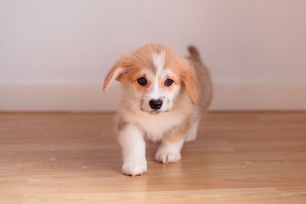 Welsh Corgi Pembroke