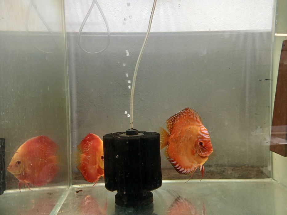 Paletki Dyskowce Bardzo płodna, dwuletnia para