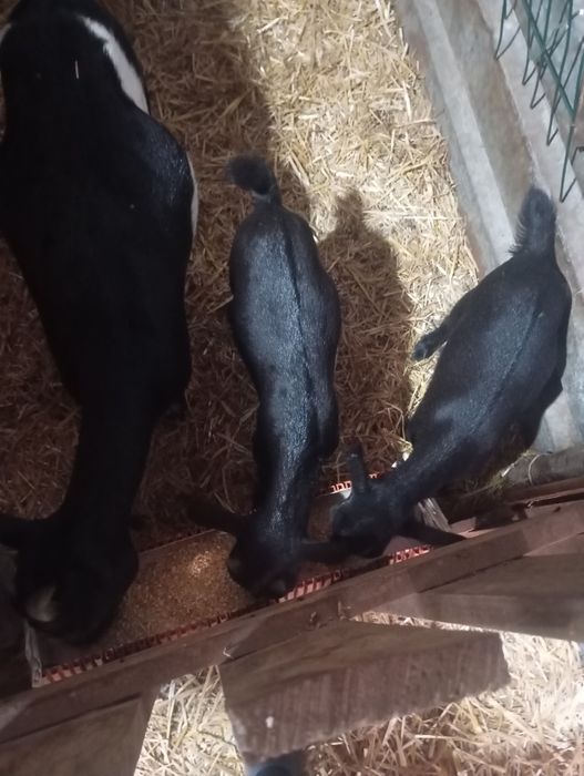 Chivinho anão preto