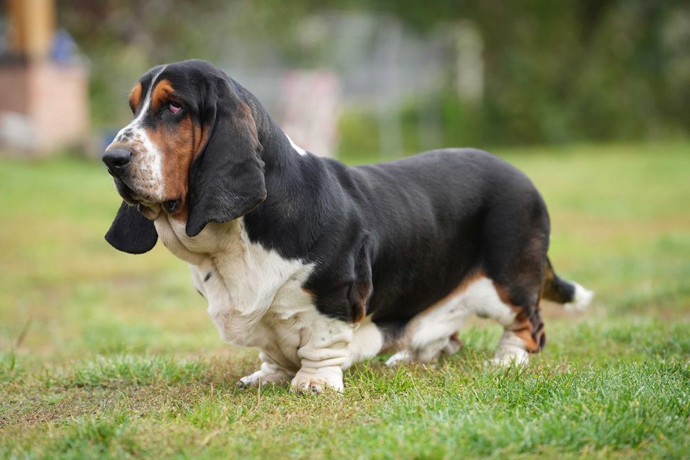 Basset Hound Piesek